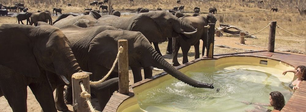 Ivory Lodge Dete Dış mekan fotoğraf